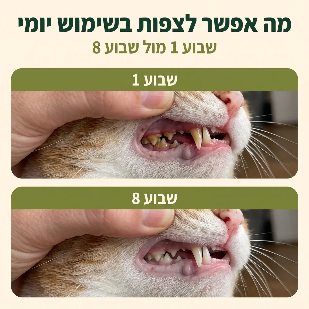 שבוע 1 מול שבוע 8
